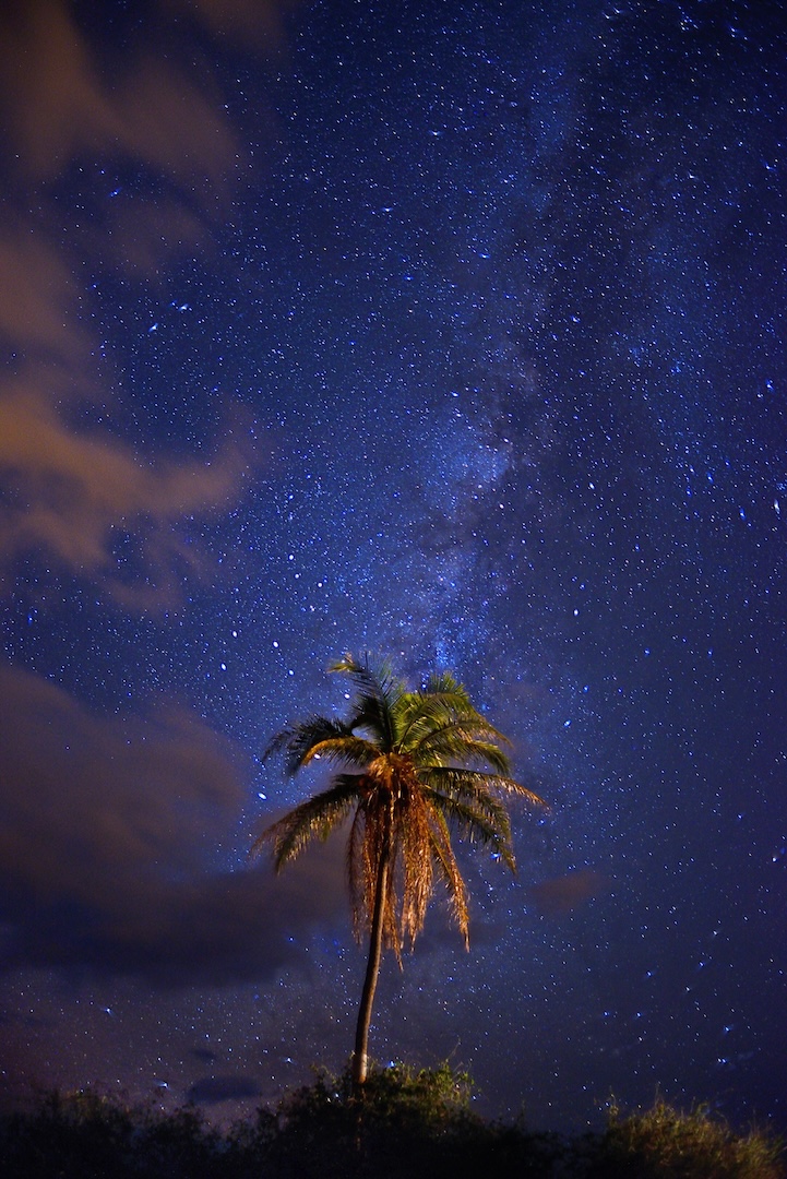 GALACTIC PALM