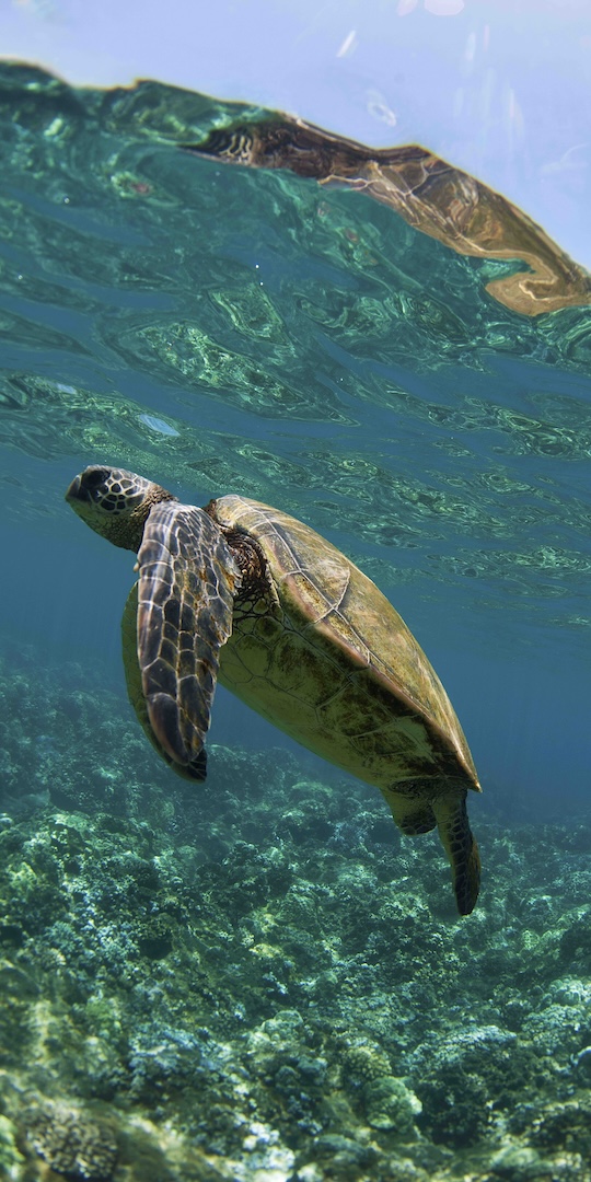 WAHIKULI TURTLE VERTICAL